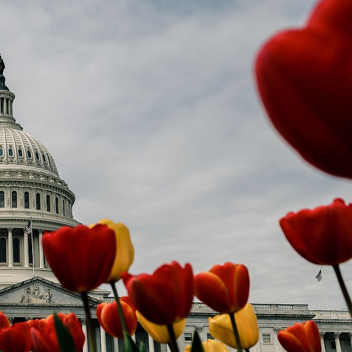 Blick auf Capitol in Washington D.C. mit Tulpen im Vordergrund ©ElevenPhotographs / unsplash.com